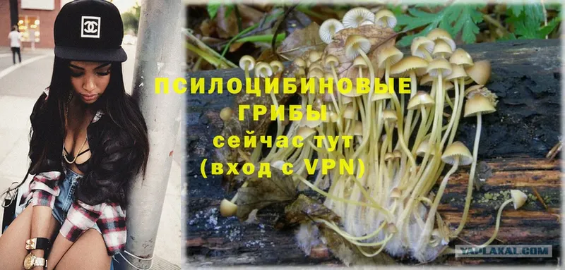 маркетплейс телеграм  Киселёвск  Псилоцибиновые грибы Psilocybe  купить закладку  гидра онион 